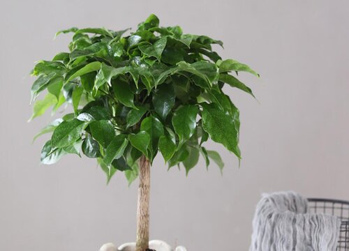 幸福树烂根怎么办