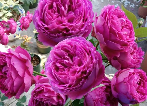 月季花为什么修剪后生长的好