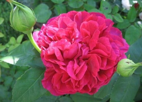 月季花为什么修剪后生长的好