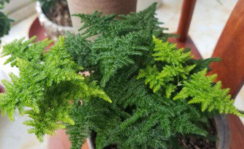 文竹室内好养活吗