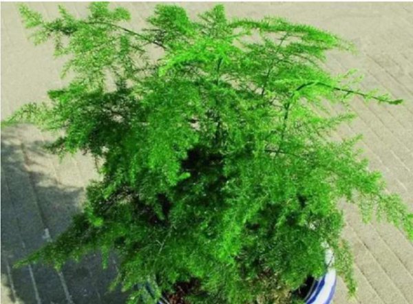 文竹室内好养活吗