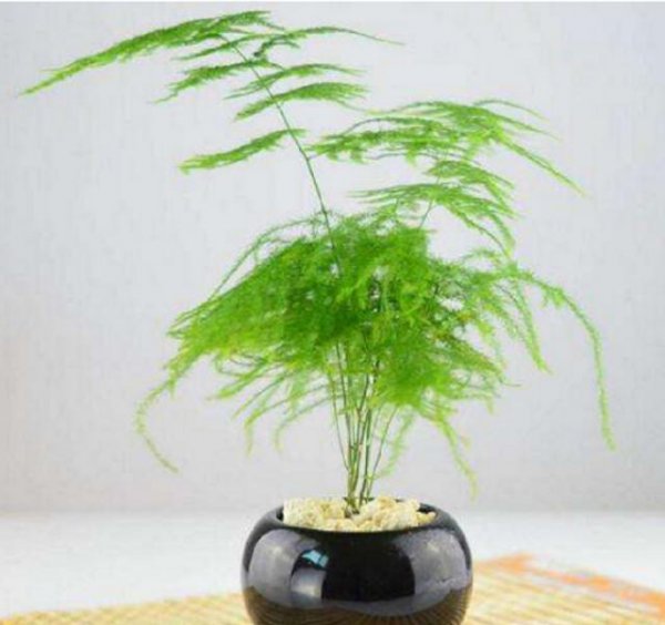 文竹室内好养活吗