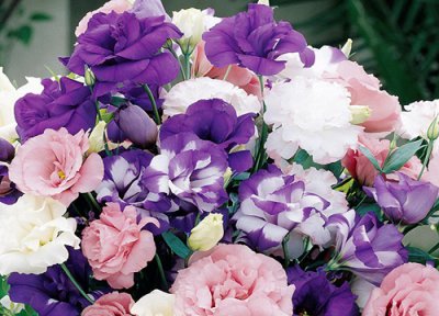 洋桔梗什么时候开花 花期是几月份