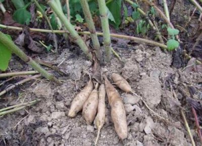 雪莲果什么季节成熟 收获时间是几月份