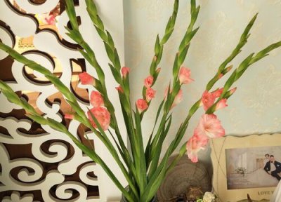 家里养剑兰吉利吗 风水方面剑兰花适合家里养吗