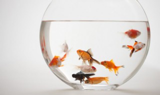 锦鲤和鲤鱼的区别 锦鲤和鲤鱼有哪些不同