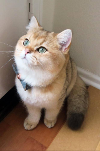 宠物猫有哪些品种 常见的18种宠物猫名字及图片