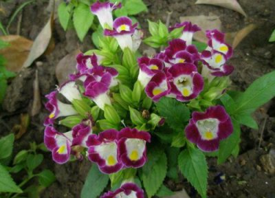 夏堇花期时间 夏堇花期是什么时候