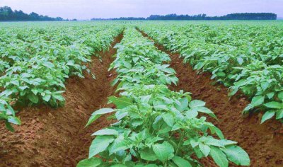 土豆的种植过程4个步骤 嫌弃主人