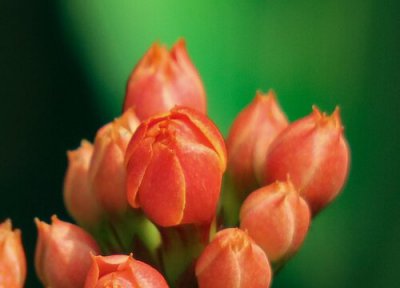 长寿花叶子发黄发软怎么办 长寿花叶片发黄如何恢复绿叶