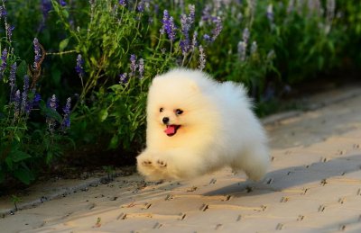 博美犬常见的撒娇方式 博美的这些举动是在向你撒娇