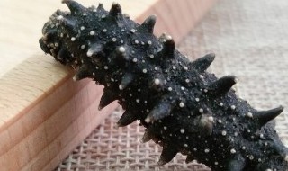 如何判断海参的好坏 怎样判断海参的好坏