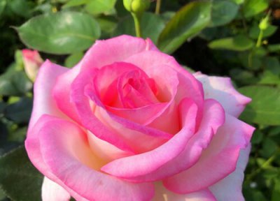 月季怎么防病虫害 养护月季如何预防虫害