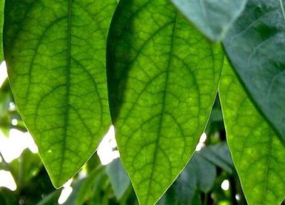 孕妇可以养守宫吗 孕妇能养守宫吗?