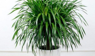 龙血树盆栽冬天怎么养护 龙血树盆栽冬天如何养护