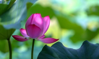 家庭花怎么养才能爆盆 旱金莲怎么养才能爆盆