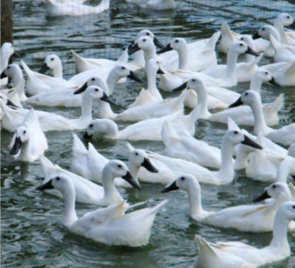 中国鸭子品种大全及介绍 全国各地的鸭子品种大汇总