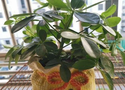 鸭掌木在家养好不好 冬天怎么养鸭掌木就可以安稳过冬