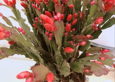 刚发出的蟹爪兰叶片发红是什么原因 蟹爪兰叶片变色发红是什么原因引起的