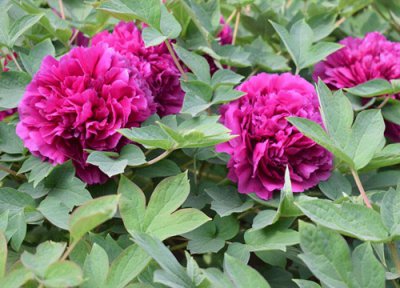 牡丹花什么季节开花 开放时间是月份