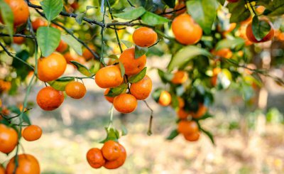 四会是广东哪个市的城市 广东四会在哪个位置及经济情况