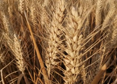 河南最超高产小麦品种排行榜 河南排名第一的优质小麦