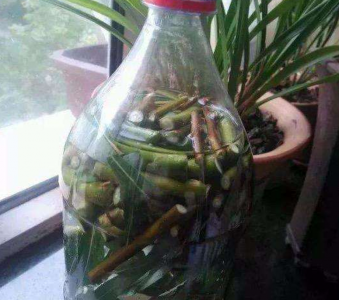 月季扦插水培生根最快方法 水中扦插月季生根后怎样移栽