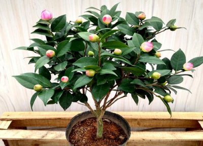 茶花换土换盆要求 茶花怎么换土换盆
