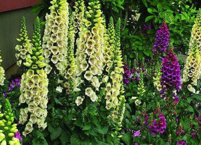 毛地黄夏天晒太阳 毛地黄怎么度夏安全