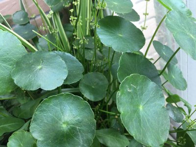 铜钱草要怎么养才好爆盆 家庭养铜钱草长得更旺盛的技巧