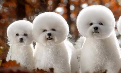 宠物狗名字大全萌萌哒 可爱又搞怪的宠物狗名称