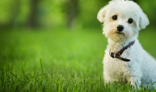 狗狗不能洗澡怎么办 幼犬不能洗澡怎么清理