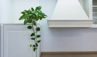 绿萝怎么长藤 让绿萝长藤的方法