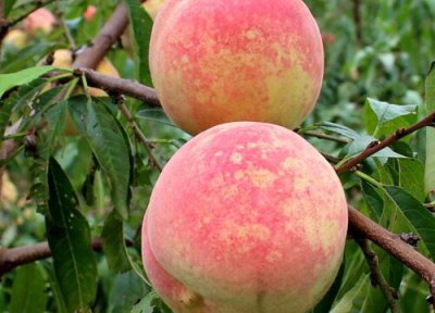 冬桃哪个品种最甜最好 哪个产地的冬桃好吃