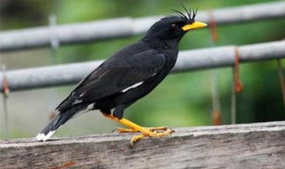 怎么养八哥才长得好快 八哥养殖技巧