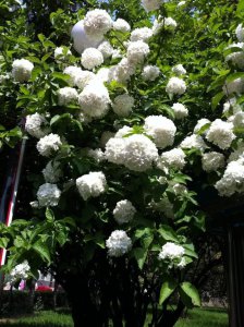 琼花花语和寓意 琼花的花语是什么