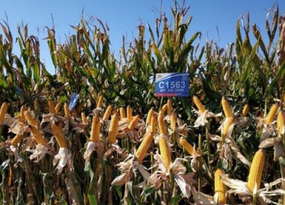 迪卡1563玉米品种介绍 迪卡1563种子特征特性