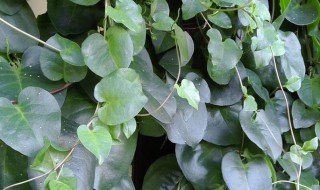 田七是凉性还是热性 田七属于凉性还是热性的呢