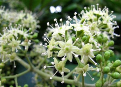 鹅掌柴花期时间 花期多长时间