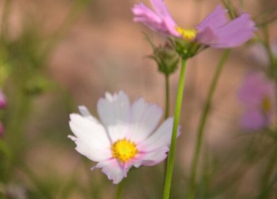 秋英花期时间 秋英花期是什么时候