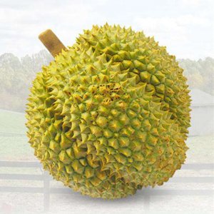 甲仑榴莲的特点是什么 甲仑榴莲简单介绍怎样辨别生熟