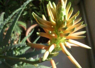 芦荟开花对家里的人好吗 芦荟开花是好事还是坏事