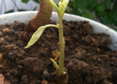 榴莲怎么发芽快 榴莲发芽环境要求