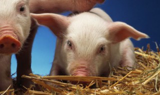 养殖场新手注意什么 新手的养殖场需要注意什么