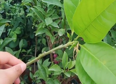 黄果兰扦插时间 黄果兰几月份扦插最好