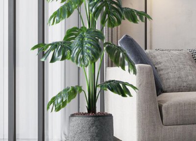 龙鱼缸养什么植物 龙缸适合种什么植物