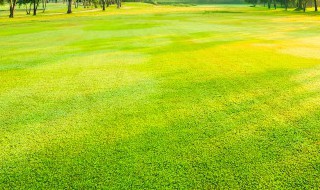 沙田柚施肥技术 沙田施肥方法和注意事项