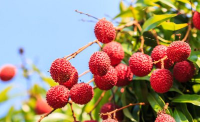 全国荔枝哪里产的最好吃又便宜 5个盛产荔枝产地推荐