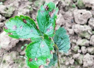 草莓炭疽病发病原因 草莓炭疽病的发病原因及治疗方法