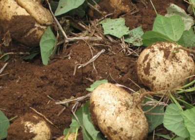 凉薯的别名叫什么名字 凉薯真正的学名叫法有几种